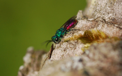 Chrysis ignita