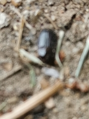 Asiopus minimus