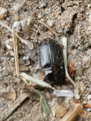 Asiopus minimus