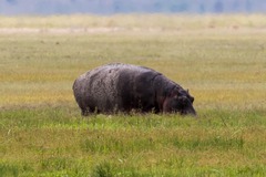 Hippopotamus amphibius
