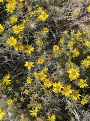 Heterotheca hirsutissima