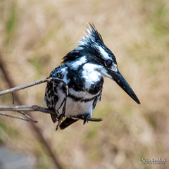 Ceryle rudis rudis