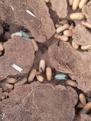 Camponotus cinctellus