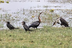 Microcarbo africanus