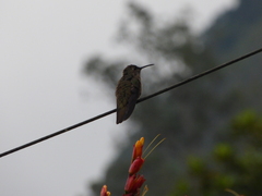 Eupetomena cirrochloris