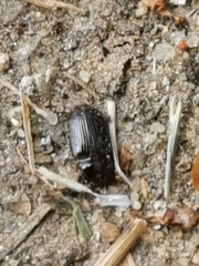 Asiopus minimus