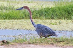 Ardea goliath