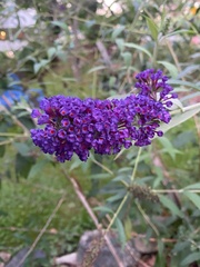 Buddleja davidii