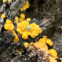 Calycina
