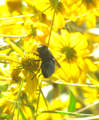 Copestylum violaceum
