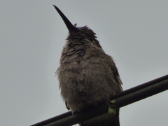 Eupetomena cirrochloris