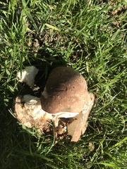 Calvatia cyathiformis