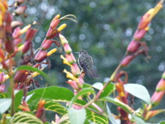 Eupetomena cirrochloris