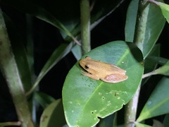 Dendropsophus minutus