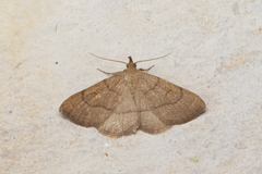 Paracolax tristalis