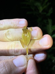 Dendropsophus minutus