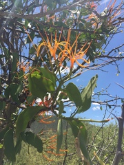 Psittacanthus schiedeanus