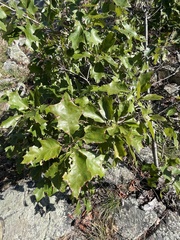 Quercus ilicifolia