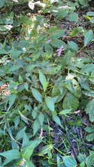 Persicaria longiseta