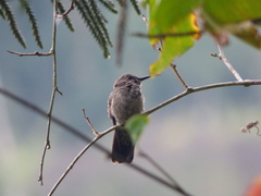 Eupetomena cirrochloris