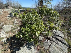 Quercus ilicifolia