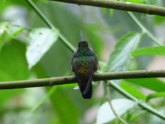 Thalurania glaucopis