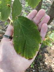 Hormaphis hamamelidis