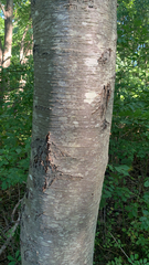 Betula lenta