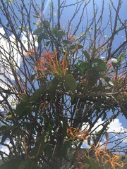 Psittacanthus schiedeanus