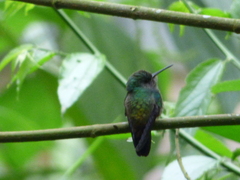 Thalurania glaucopis