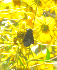 Copestylum violaceum