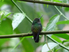 Thalurania glaucopis