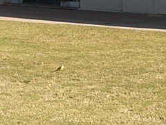 Machetornis rixosa
