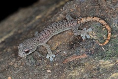 Hemiphyllodactylus hongkongensis