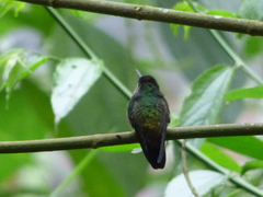 Thalurania glaucopis