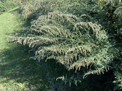 Artemisia vulgaris