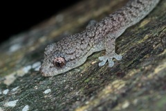 Hemiphyllodactylus hongkongensis