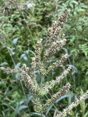 Echinochloa muricata