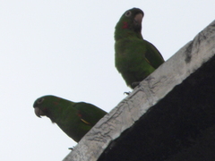 Psittacara leucophthalmus
