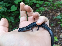 Plethodon cylindraceus