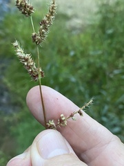 Echinochloa muricata