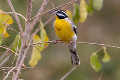 Emberiza flaviventris kalaharica