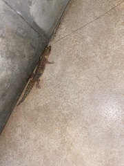 Afrogecko porphyreus