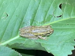 Boana pulchella