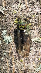 Neotibicen latifasciatus