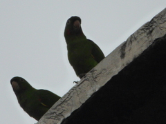 Psittacara leucophthalmus