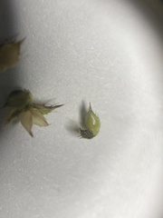 Echinochloa muricata