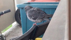 Columba livia domestica