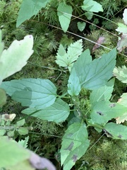 Scutellaria lateriflora