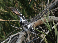 Ceryle rudis rudis